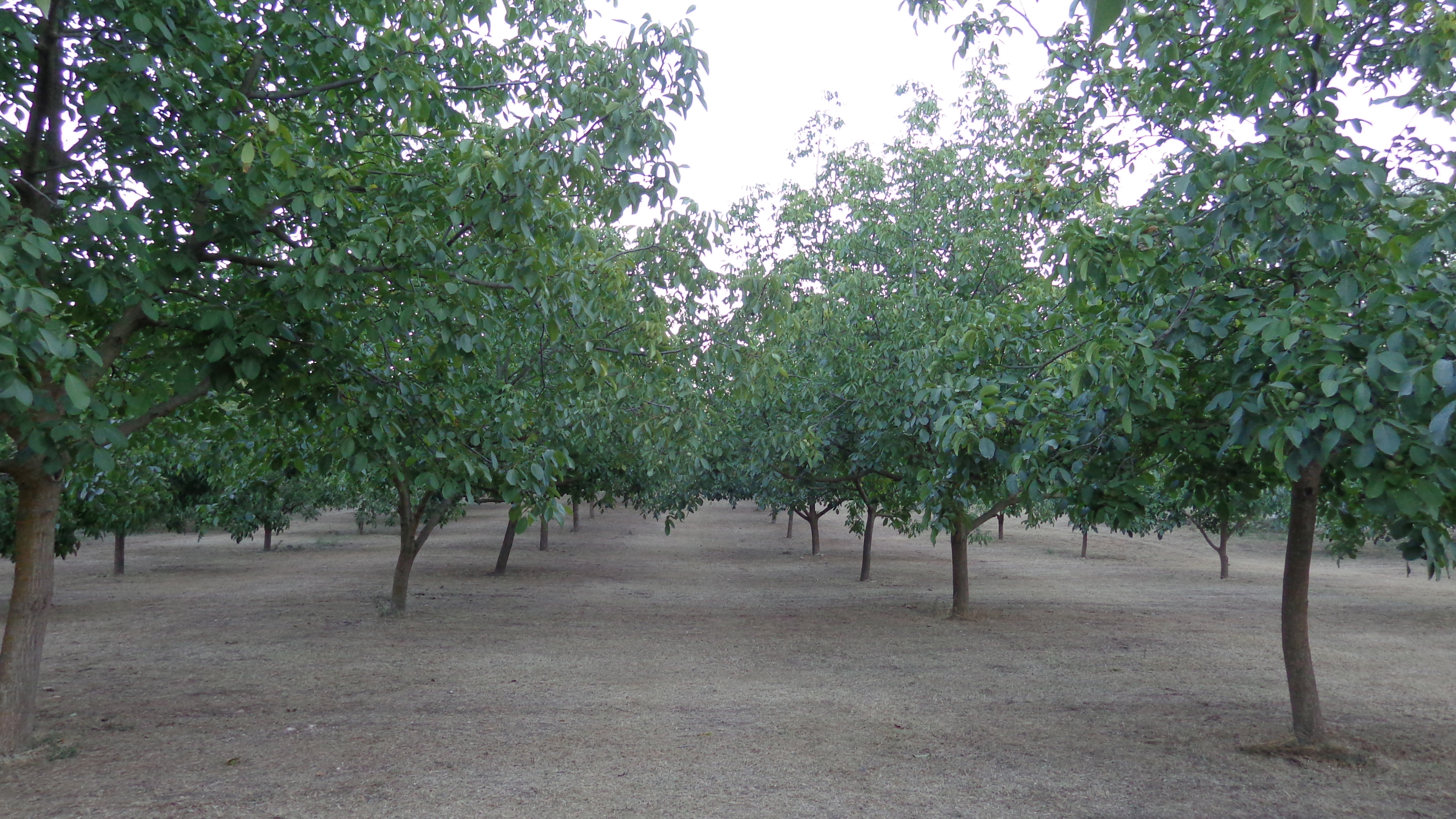 noceto e noci alberi